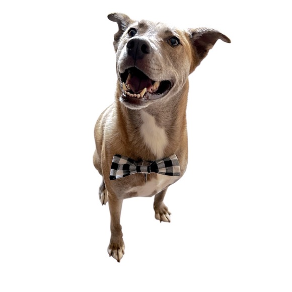 Hand Crafted Black Plaid Dog Bow Tie Cotton Collar Attachable 6” Accessory - Picture 4 of 9